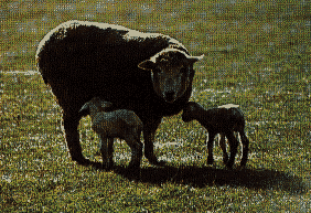 images/SHEEP1AA.gif